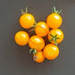 Mirabell DER TOMATENFLÜSTERER
