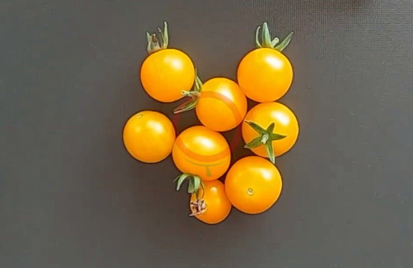 Mirabell DER TOMATENFLÜSTERER