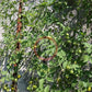 Mirabell DER TOMATENFLÜSTERER
