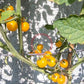 Mirabell DER TOMATENFLÜSTERER
