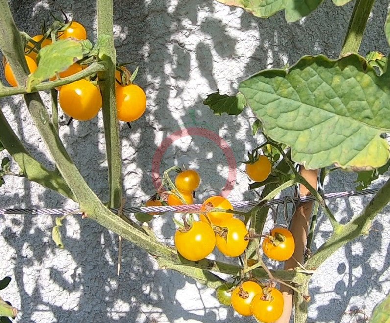 Mirabell DER TOMATENFLÜSTERER