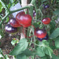 Mlle Foriers DER TOMATENFLÜSTERER