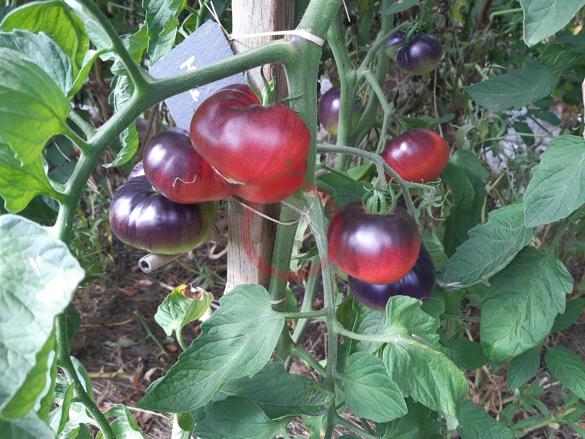 Mlle Foriers DER TOMATENFLÜSTERER