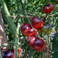 Mlle Foriers DER TOMATENFLÜSTERER