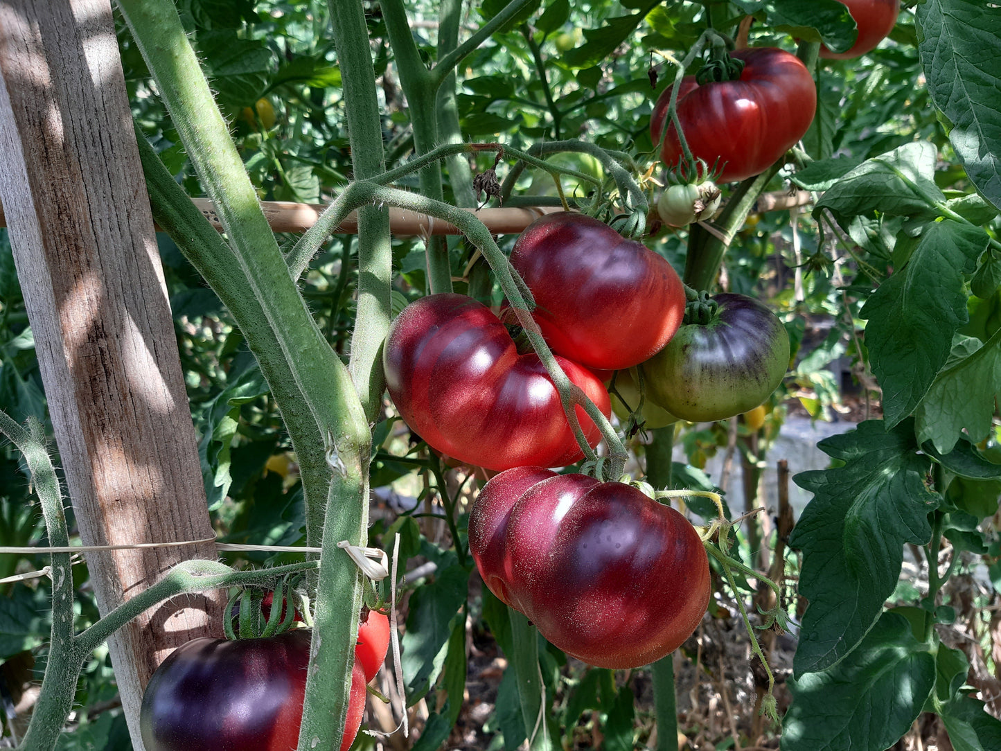 Mlle Foriers DER TOMATENFLÜSTERER