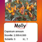 Molly DER TOMATENFLÜSTERER