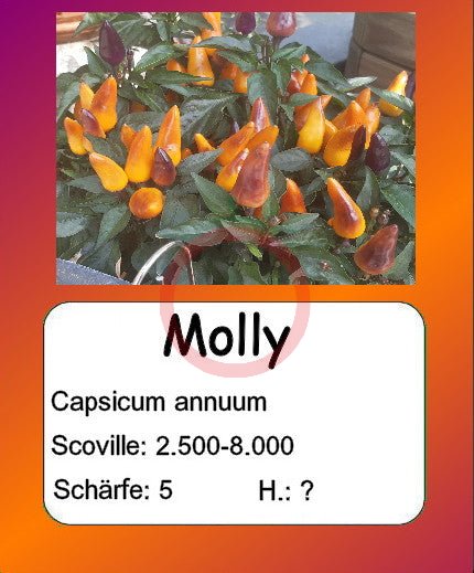 Molly DER TOMATENFLÜSTERER