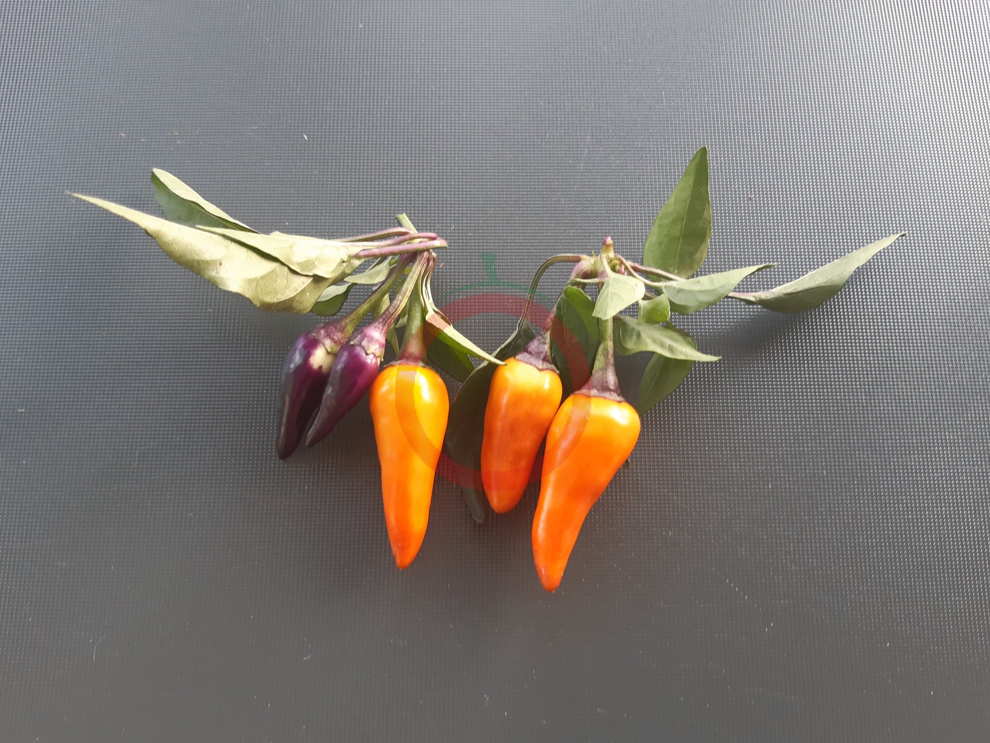 Molly DER TOMATENFLÜSTERER