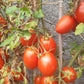 Mom´s Paste DER TOMATENFLÜSTERER