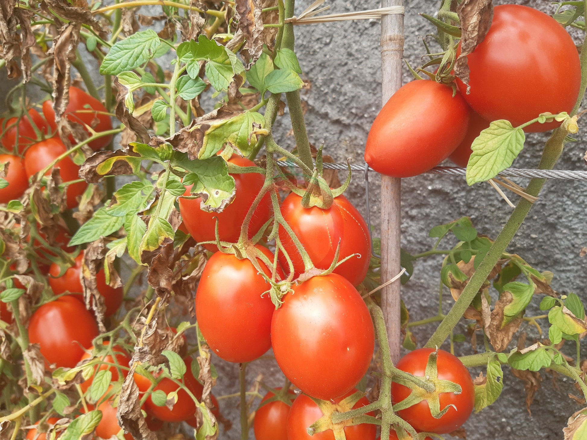 Mom´s Paste DER TOMATENFLÜSTERER