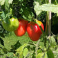 Monkey Ass DER TOMATENFLÜSTERER