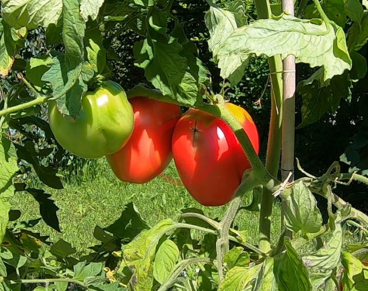 Monkey Ass DER TOMATENFLÜSTERER