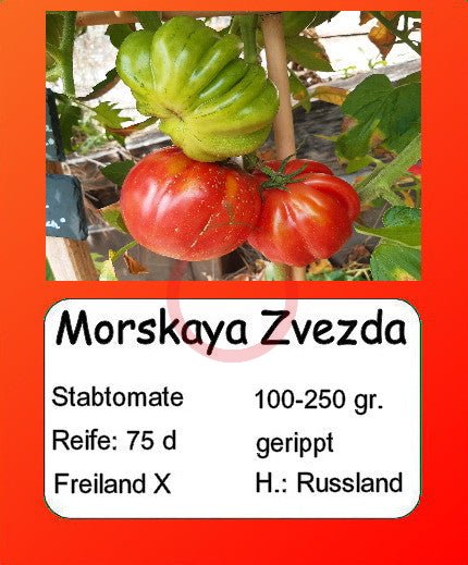 Morskaya Zvezda DER TOMATENFLÜSTERER