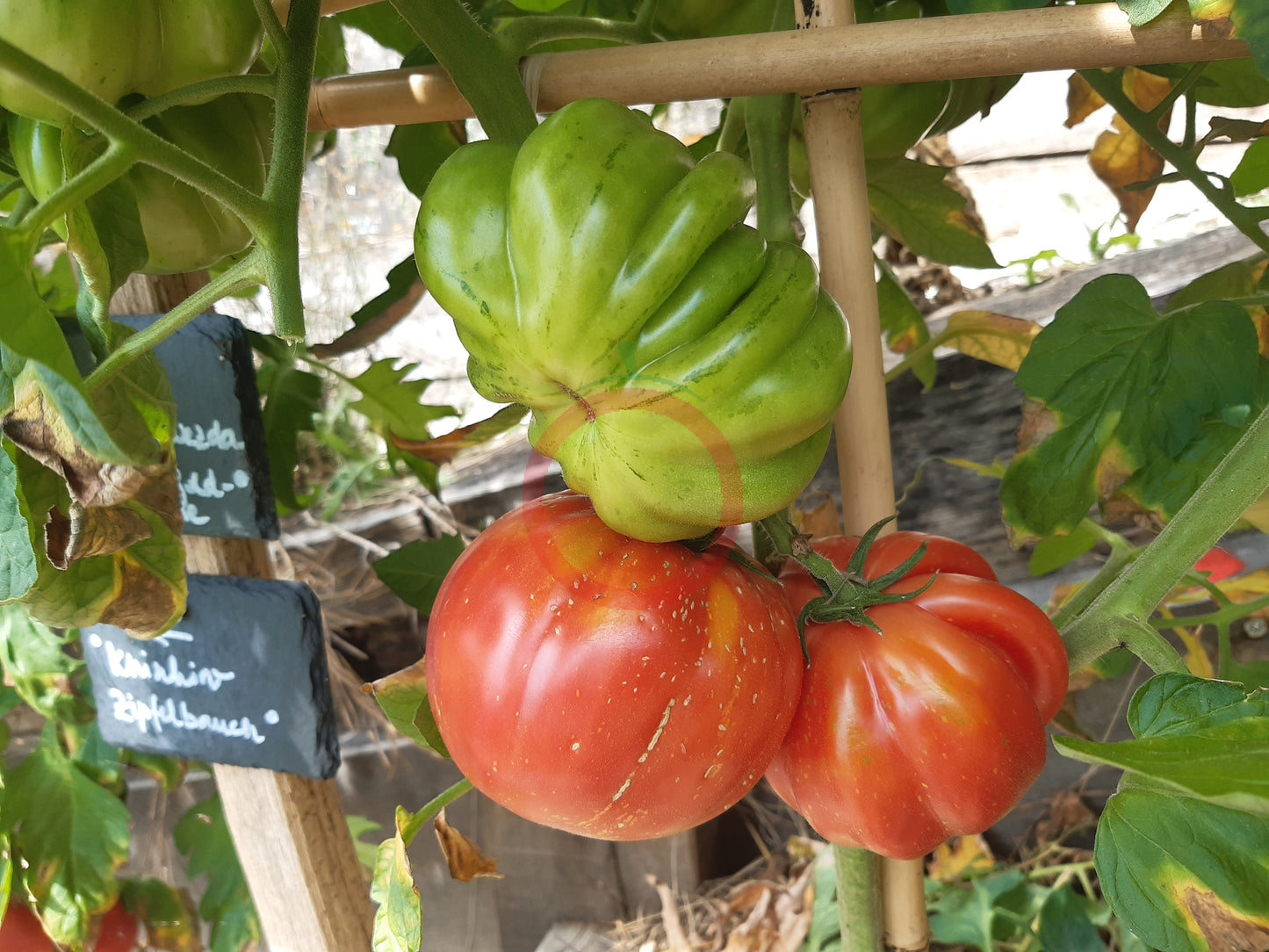 Morskaya Zvezda DER TOMATENFLÜSTERER