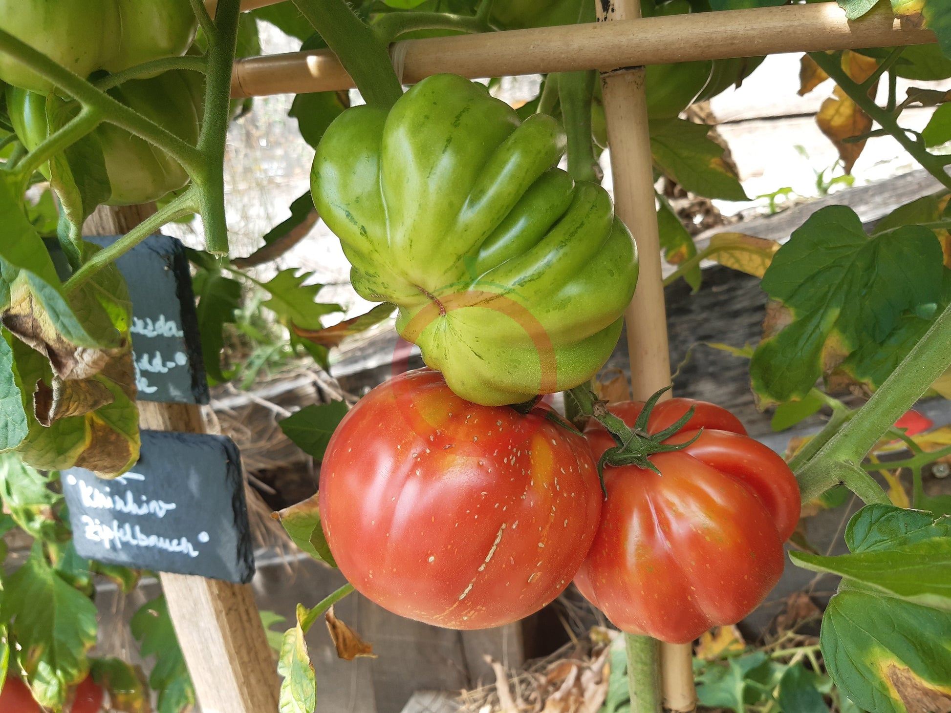 Morskaya Zvezda DER TOMATENFLÜSTERER