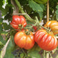 Morskaya Zvezda DER TOMATENFLÜSTERER