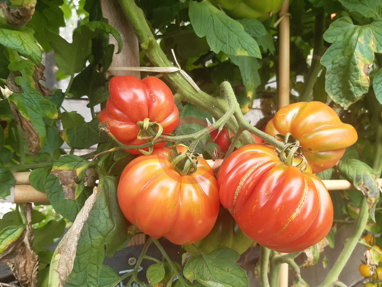 Morskaya Zvezda DER TOMATENFLÜSTERER