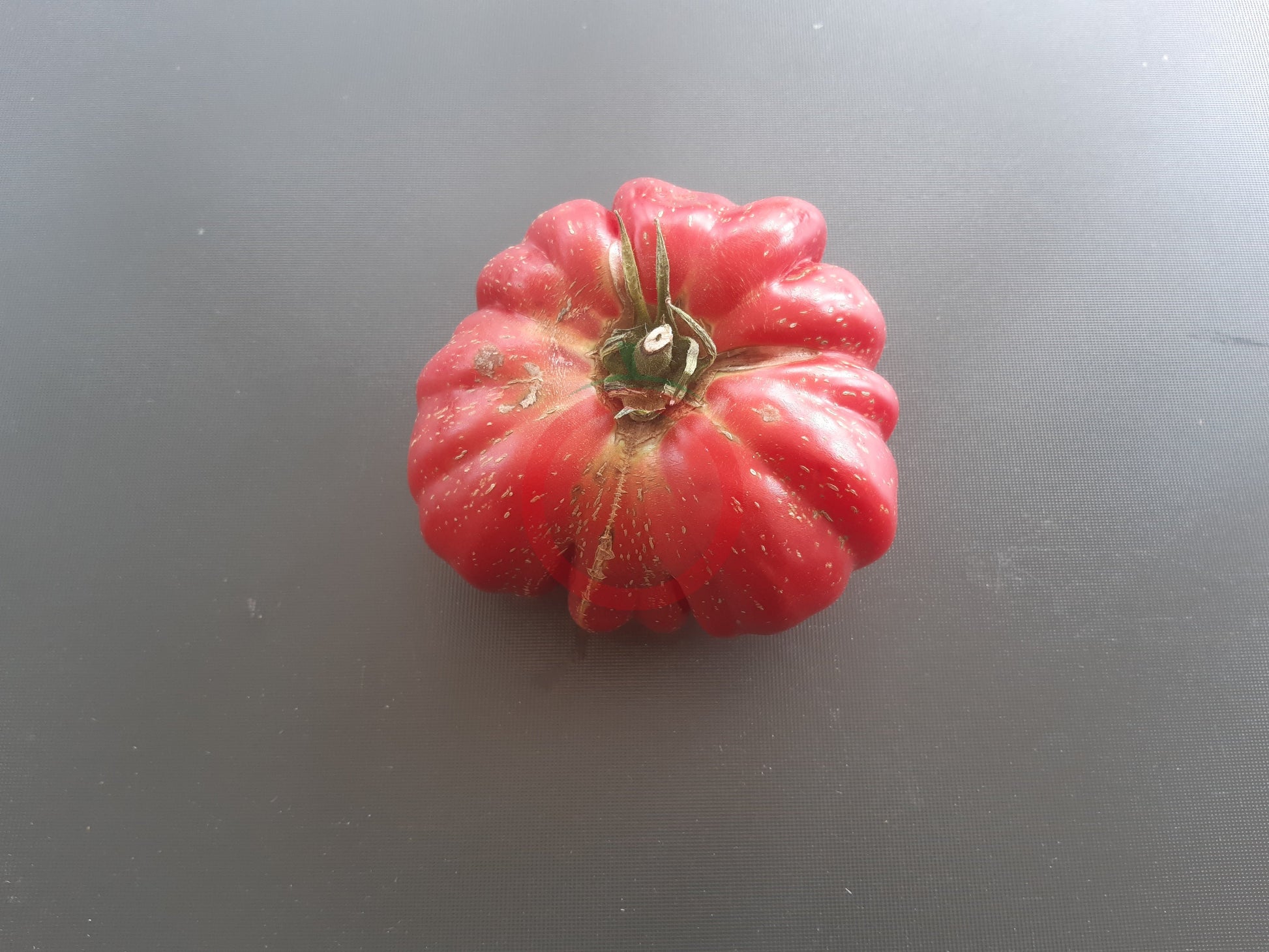 Morskaya Zvezda DER TOMATENFLÜSTERER