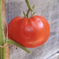 Mortgage Lifter Radiator Charlie DER TOMATENFLÜSTERER