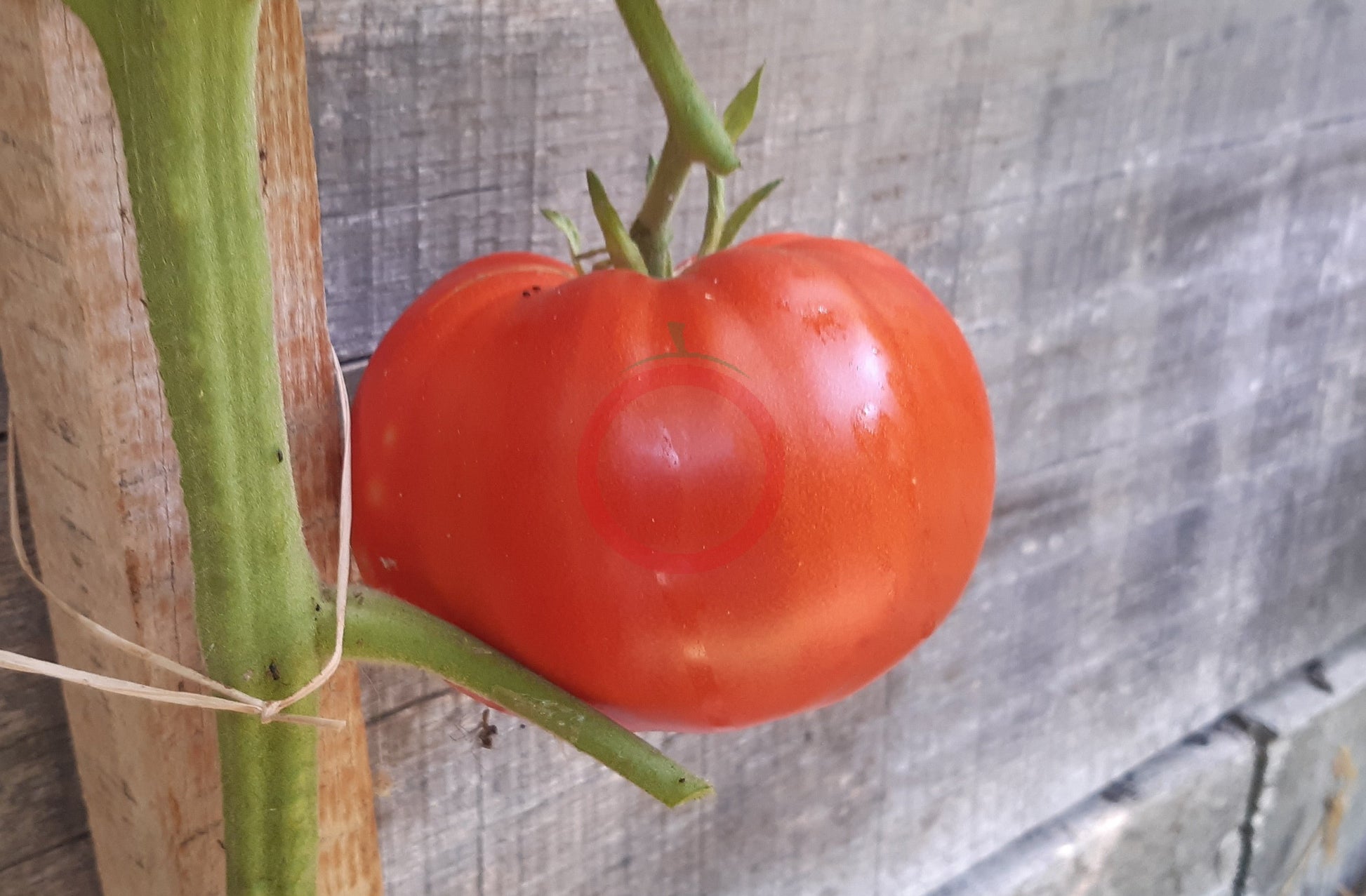 Mortgage Lifter Radiator Charlie DER TOMATENFLÜSTERER