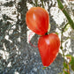 Mrs. Schlaubaugh's Famous Strawberry DER TOMATENFLÜSTERER