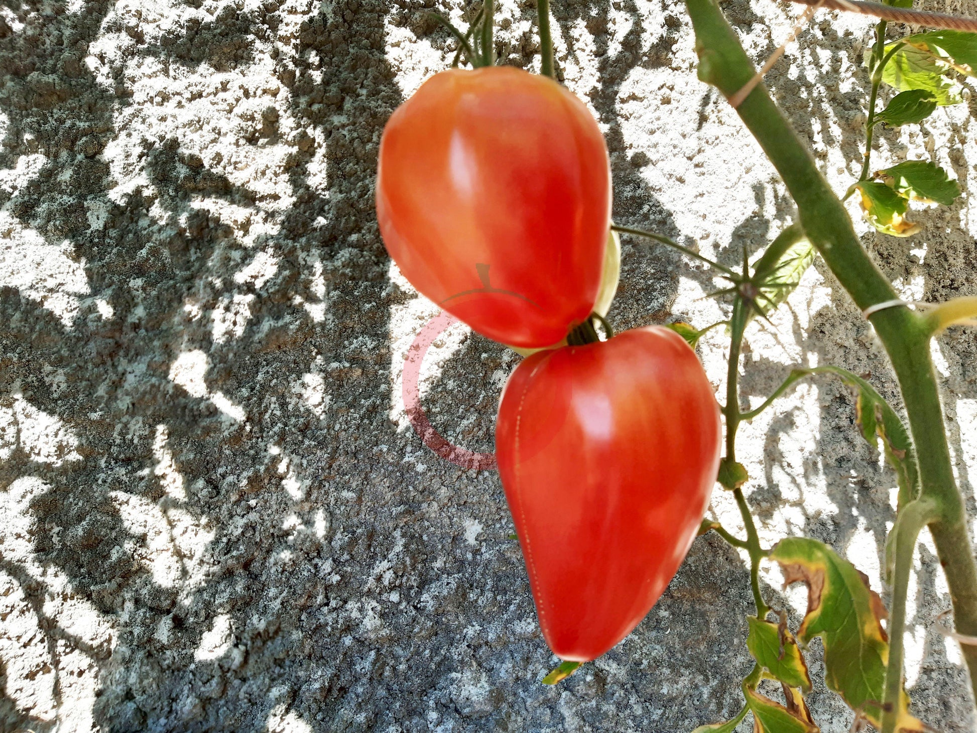 Mrs. Schlaubaugh's Famous Strawberry DER TOMATENFLÜSTERER