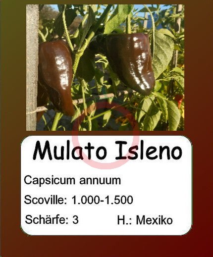 Mulato Isleno DER TOMATENFLÜSTERER