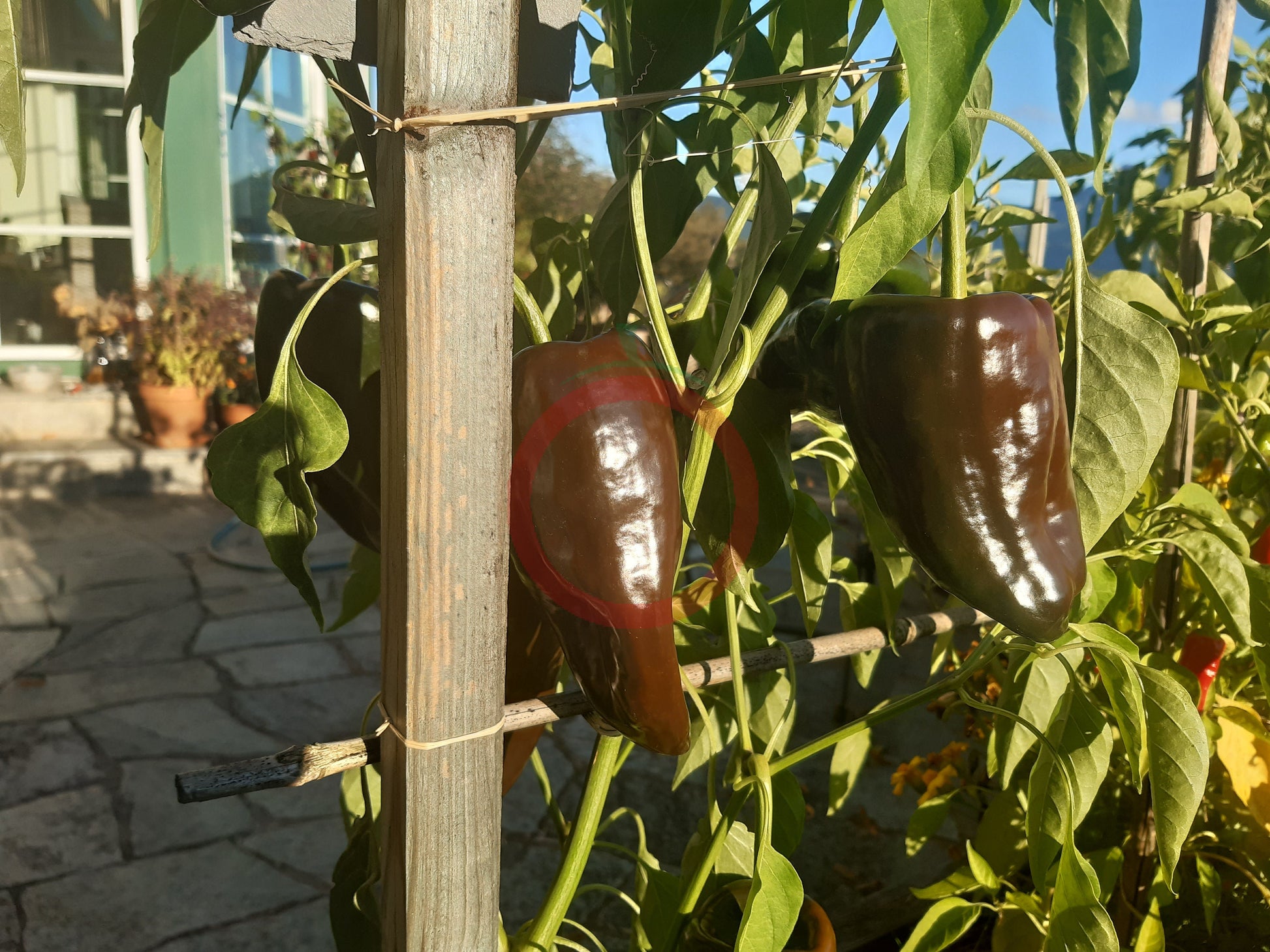 Mulato Isleno DER TOMATENFLÜSTERER