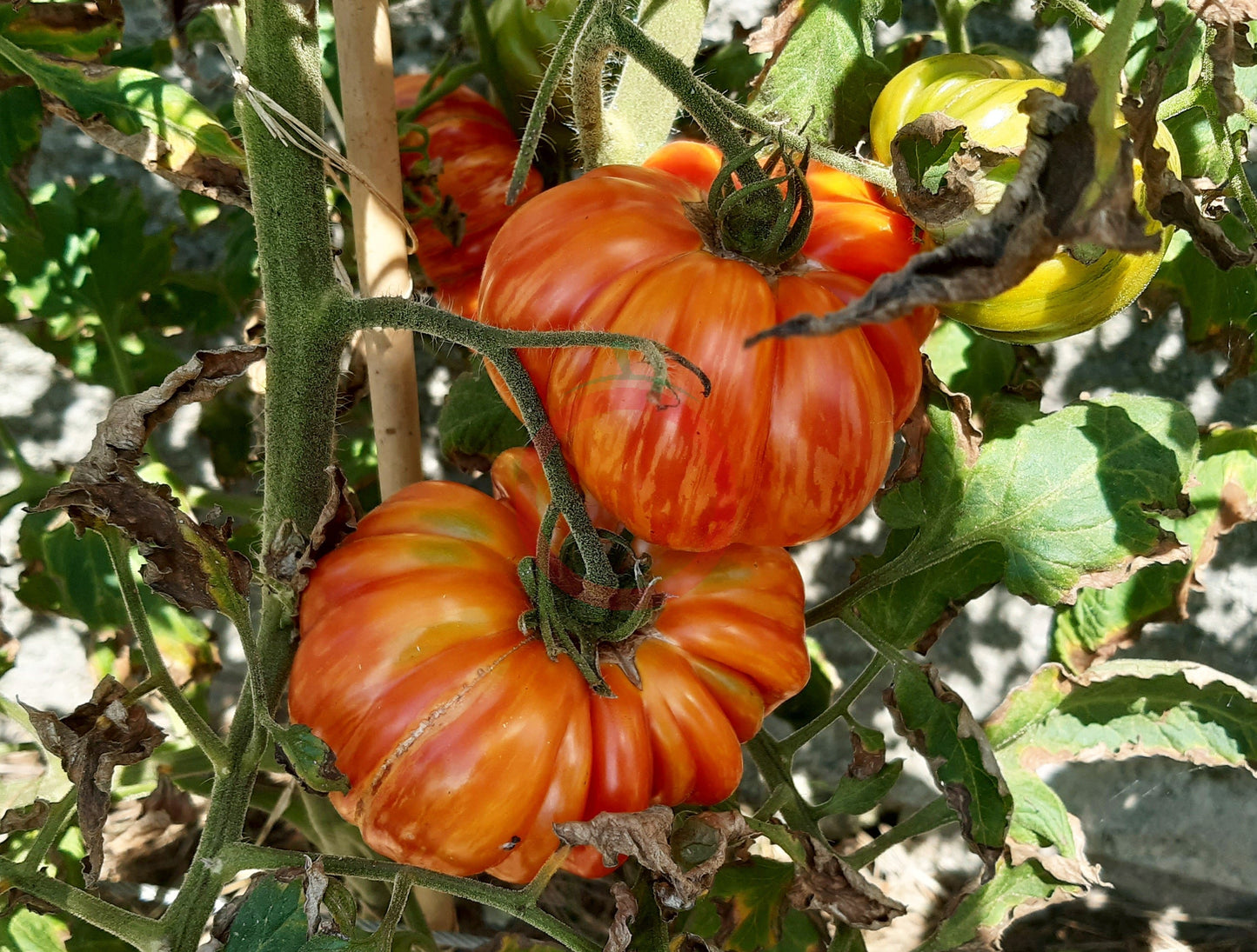 Mushroom Basket striped DER TOMATENFLÜSTERER