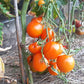 Napsugar DER TOMATENFLÜSTERER