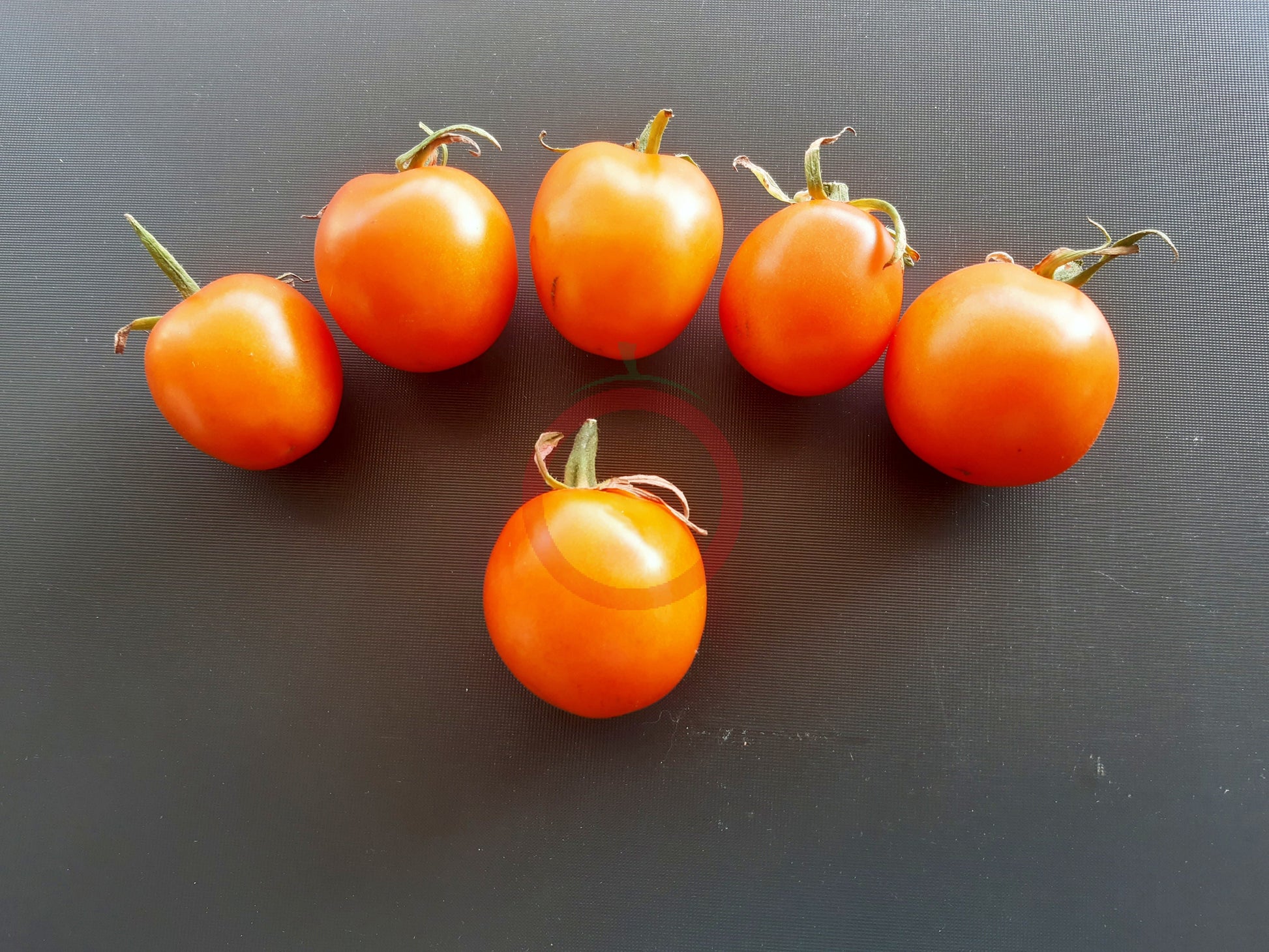 Napsugar DER TOMATENFLÜSTERER