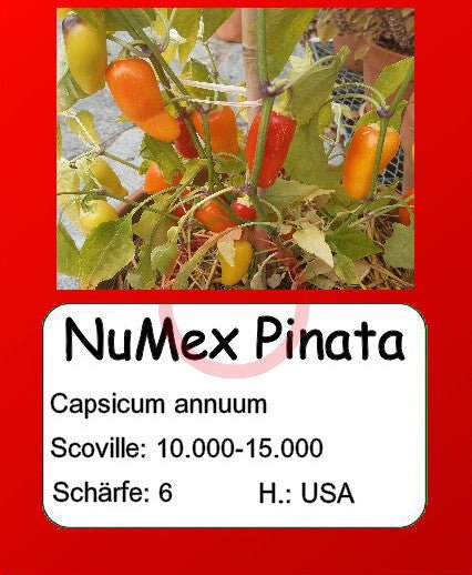 NuMex Pinata DER TOMATENFLÜSTERER