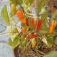 NuMex Pinata DER TOMATENFLÜSTERER