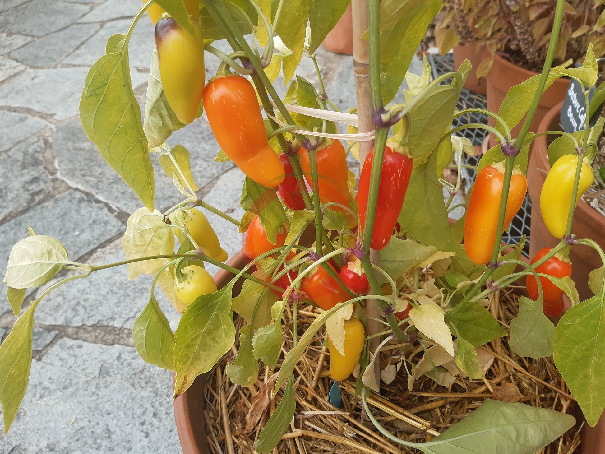 NuMex Pinata DER TOMATENFLÜSTERER