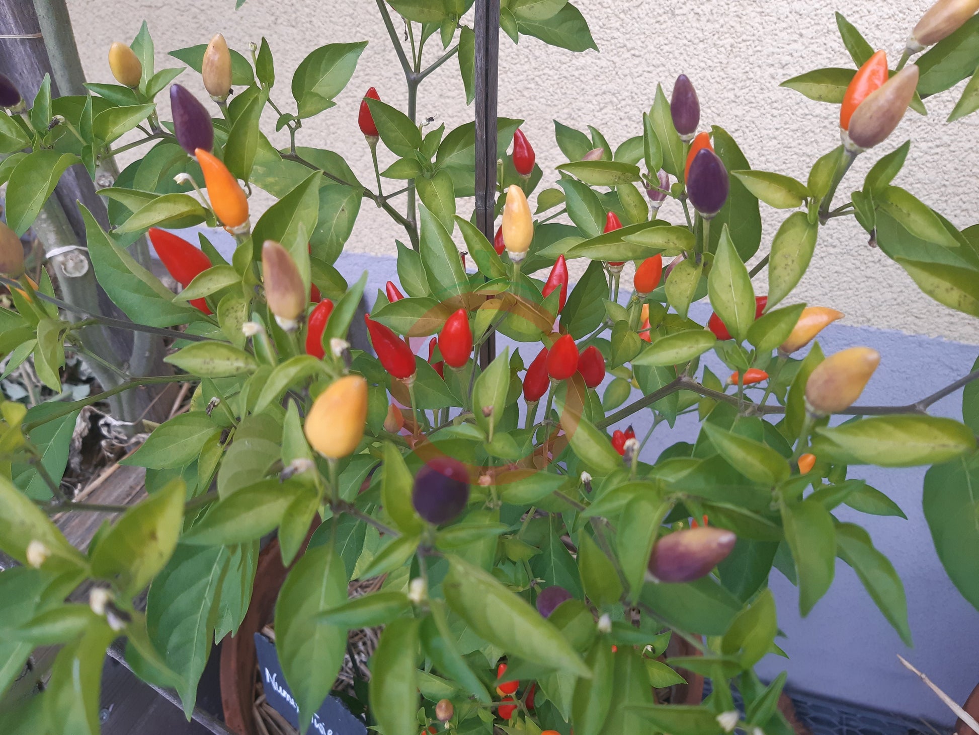 NuMex Twilight DER TOMATENFLÜSTERER