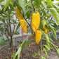 Numex Lemon Spicy Giant DER TOMATENFLÜSTERER