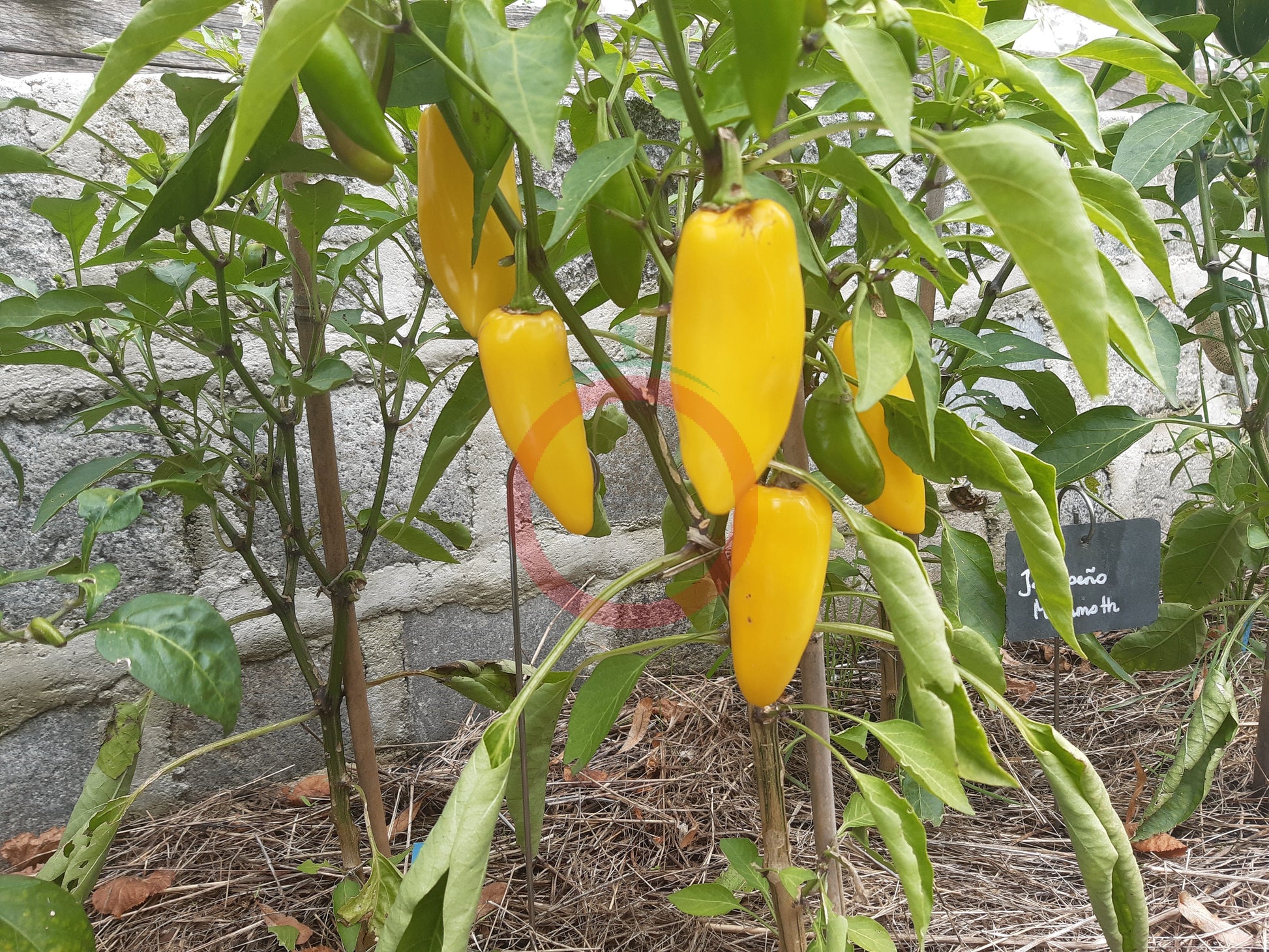 Numex Lemon Spicy Giant DER TOMATENFLÜSTERER
