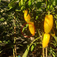 Numex Lemon Spicy Giant DER TOMATENFLÜSTERER