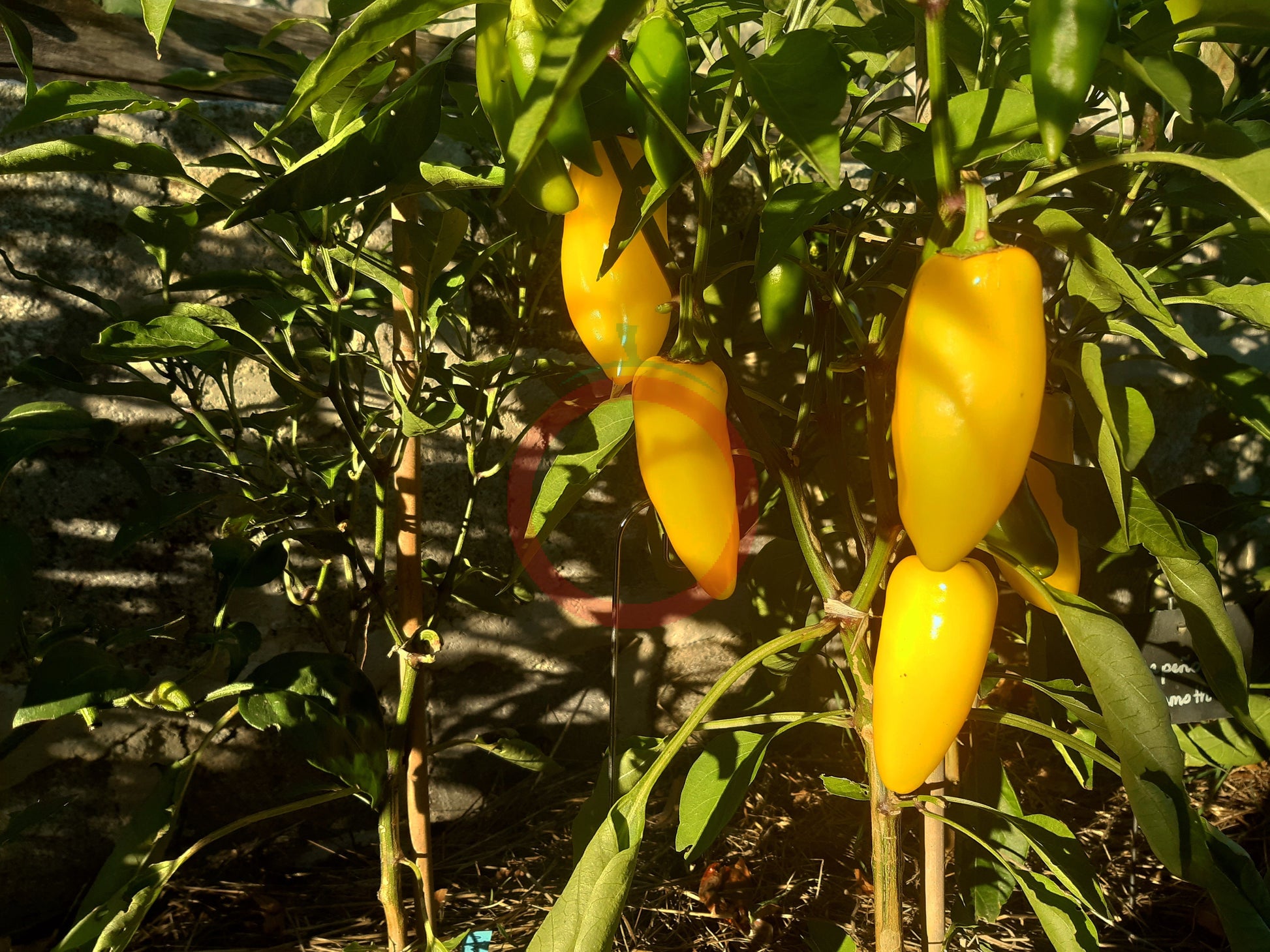 Numex Lemon Spicy Giant DER TOMATENFLÜSTERER