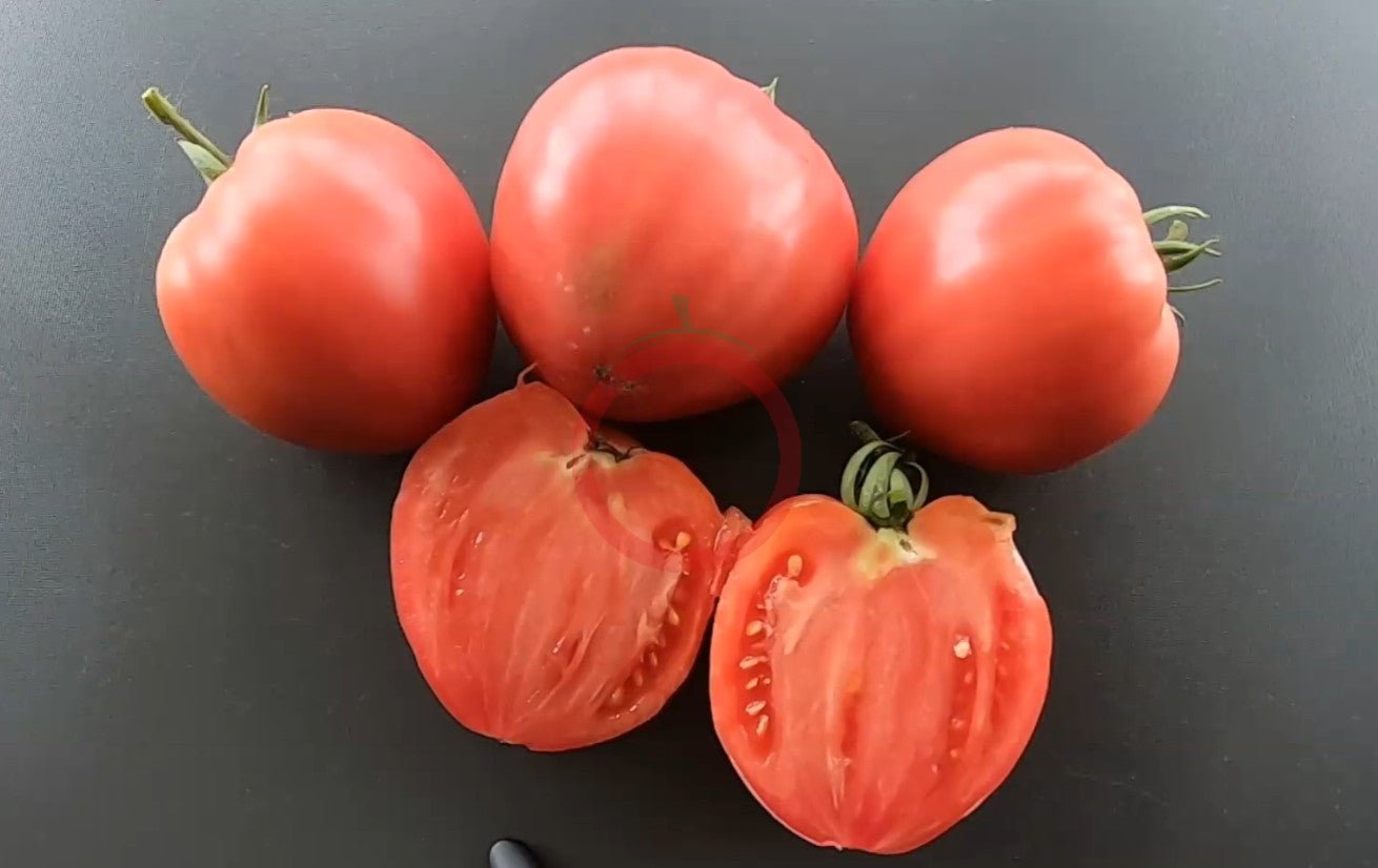 Ochsenherz teta Katica DER TOMATENFLÜSTERER