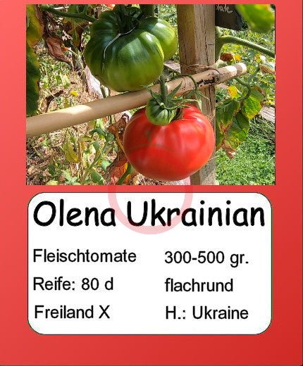 Olena Ukrainian DER TOMATENFLÜSTERER