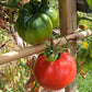 Olena Ukrainian DER TOMATENFLÜSTERER