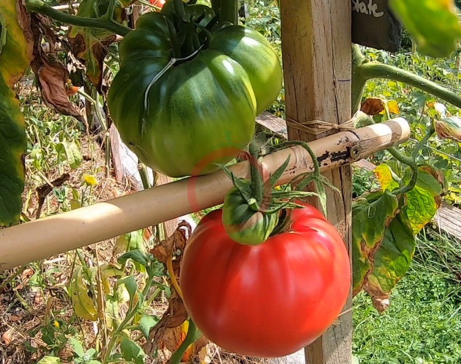 Olena Ukrainian DER TOMATENFLÜSTERER
