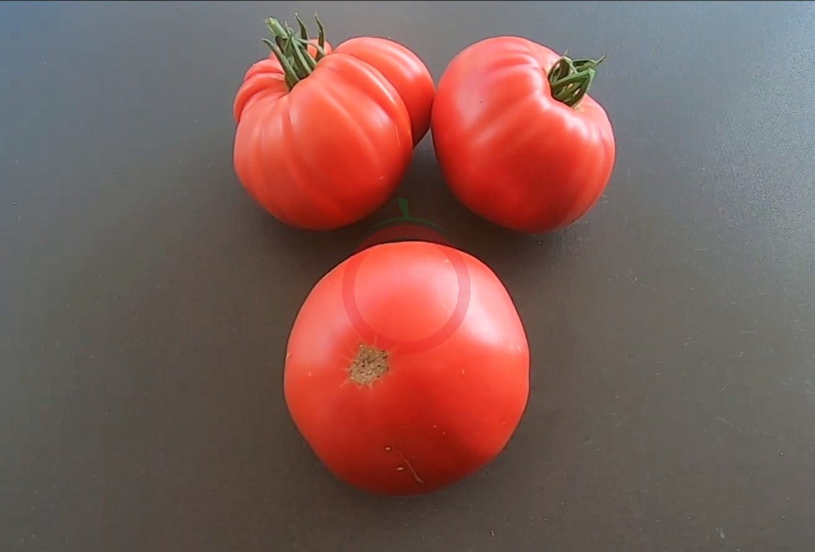 Olena Ukrainian DER TOMATENFLÜSTERER