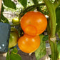 Olga´s Round Yellow Chicken DER TOMATENFLÜSTERER