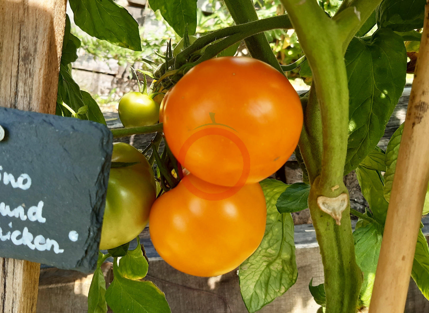 Olga´s Round Yellow Chicken DER TOMATENFLÜSTERER