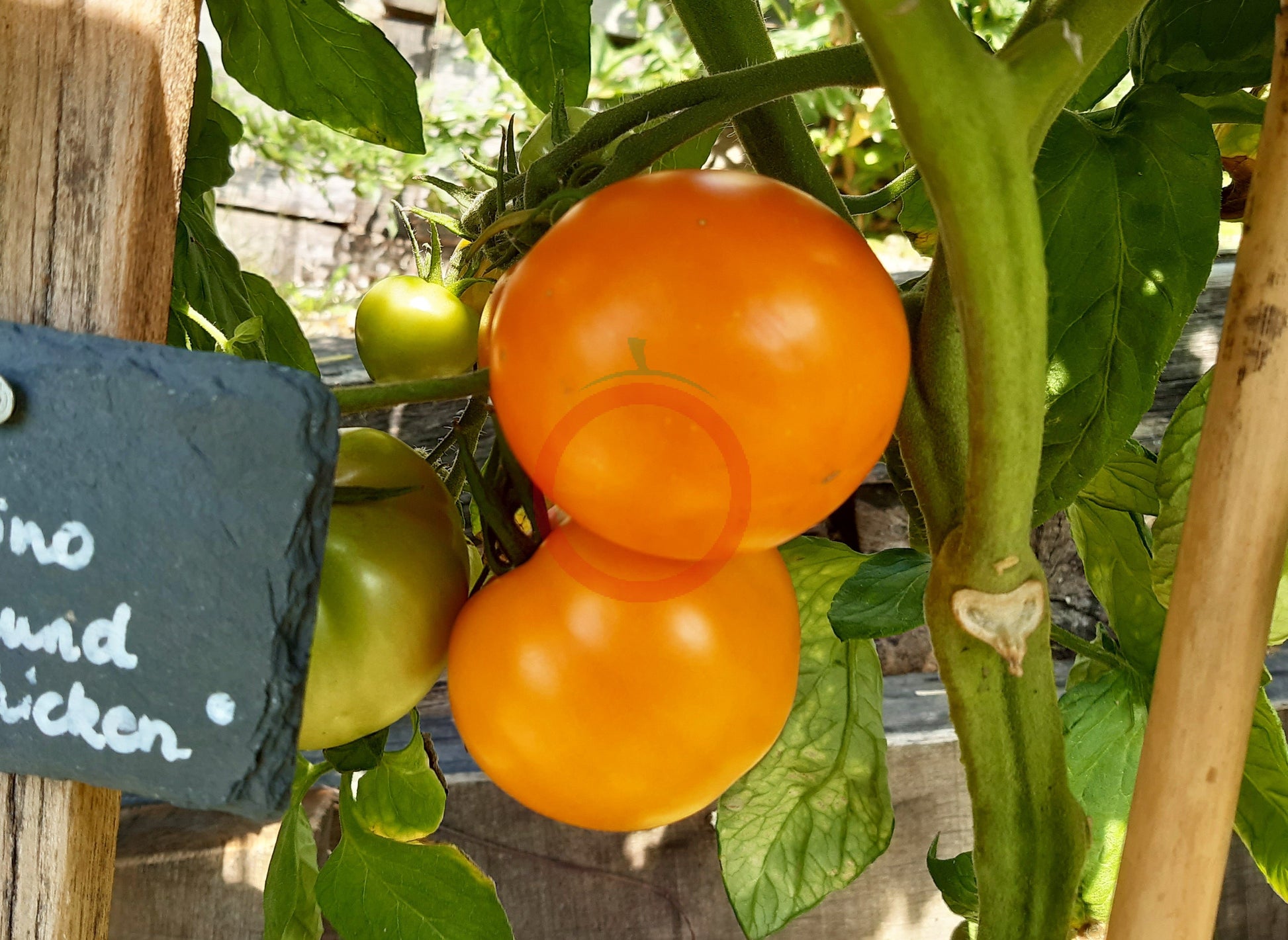Olga´s Round Yellow Chicken DER TOMATENFLÜSTERER