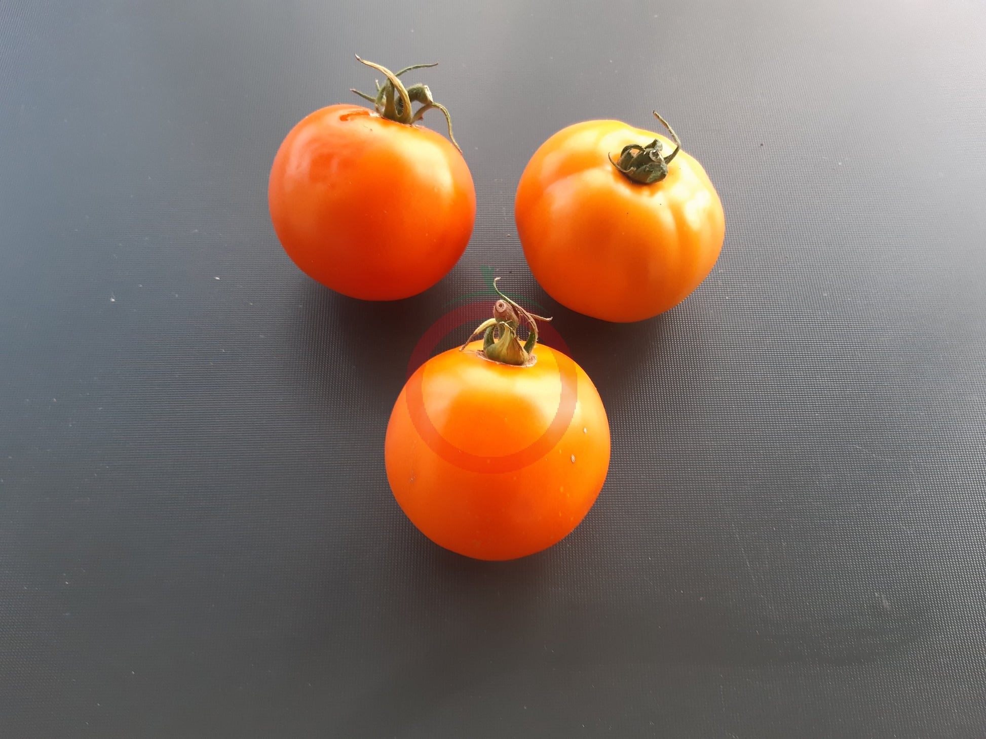 Olga´s Round Yellow Chicken DER TOMATENFLÜSTERER