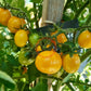Olive Dorée DER TOMATENFLÜSTERER