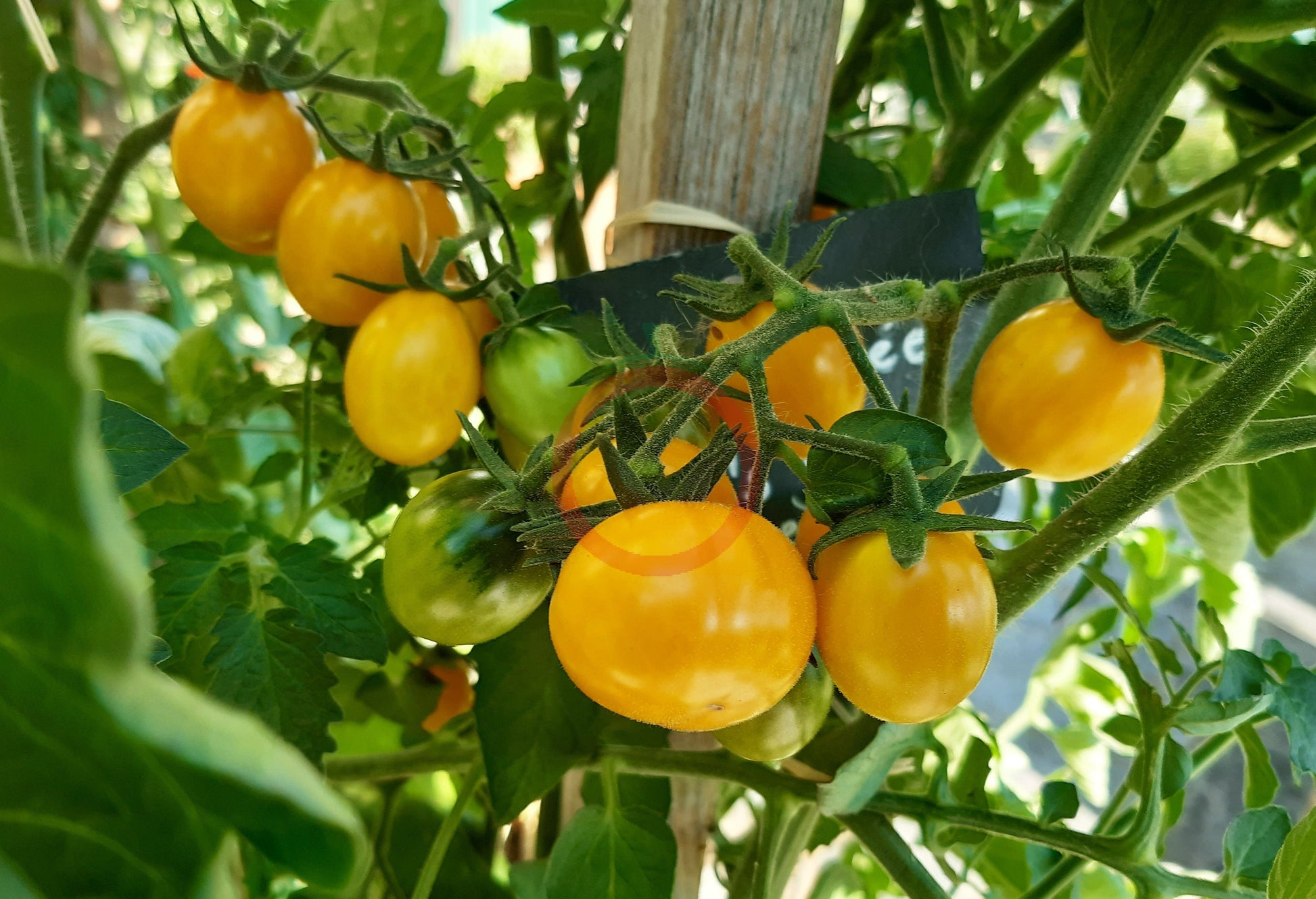 Olive Dorée DER TOMATENFLÜSTERER
